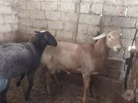 Berbec, Arashan sheep — foto 4