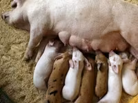 Premixuri pentru păsări şi animale / Премиксы для птиц и животных — foto 5