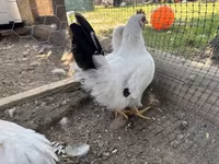 Chickens — foto 3