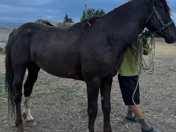 Horse (M), Horses — Kyrgyzstan