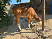 Ko, Nötkreatur — foto 4