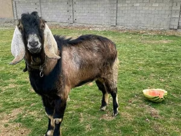 بز نر, Nubian Goat