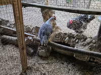 Chickens — zdjęcie 2