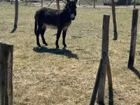 ม้าตัวผู้, Kerry Bog Pony — รูปภาพ 1