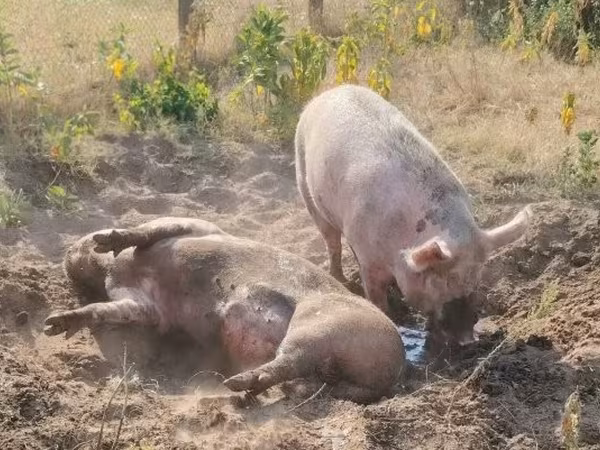 Boar, Pigs — Hungary