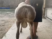 Beran, Arashan sheep — foto 4