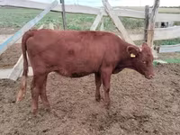 Bò cái, Simmental cattle — ảnh 2