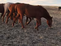 Kůň, Kazakh horse — foto 3