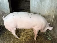 Sow, Pigs — photo 3