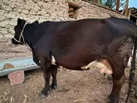 Lembu betina, Alatau breed — foto 1