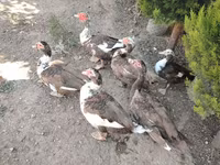 Ducks — عکس 1