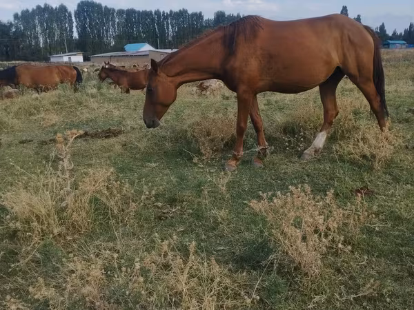 Mare, Horses — Kyrgyzstan