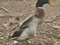 Geese — foto 3