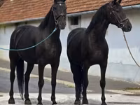 مادیان, اسب — عکس 3