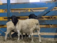 ভেড়ার পাঁঠা, Dorper sheep — ছবি 3