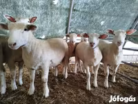 Koyun, Ile-de-France sheep — foto 2