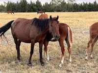 ሴት ፈረስ, Horses — ፎቶ 1