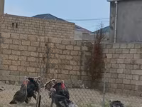 Turkeys — foto 1