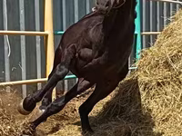 Kuda jantan, Horse breed — foto 2