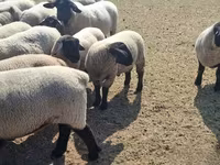 母羊, White Suffolk sheep — 照片 4
