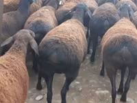 Brebis, Moutons — photo 1