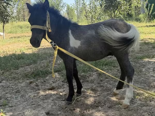 Klisna, Australian Pony