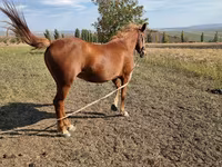 مادیان, اسب — عکس 4