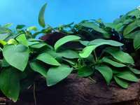 Anubias nana 1000 — عکس 2