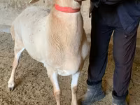 Kambing jantan, Arashan sheep — foto 2