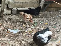 Chickens — zdjęcie 6