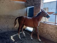 Hingst, Heste — foto 5
