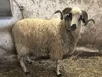 قوچ, Racka sheep — عکس 3