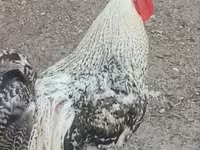 Chickens — foto 2