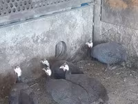 Guinea fowl — Foto 3