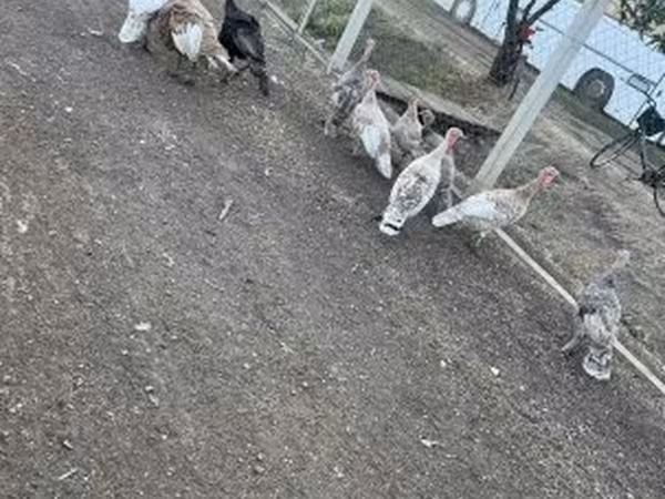 Turkeys