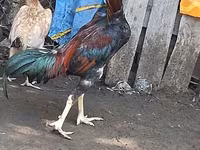 Chickens — عکس 1
