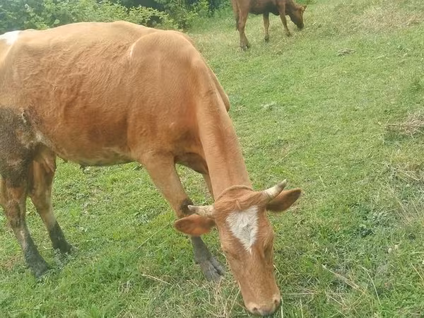 گاو ماده, Simmental cattle