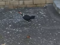Guinea fowl — fotografija 5
