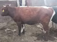 Banteng, Simmental cattle — foto 2