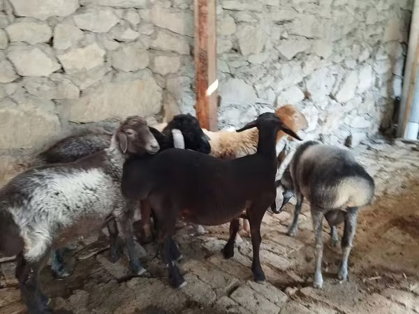 ভেড়ার পাঁঠা, Rhon sheep — উজবেকিস্তান