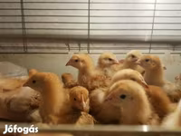 Chickens — 사진 2