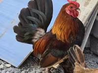 Chickens — fotografija 3