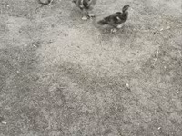 Ducks — photo 3