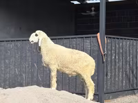 Ovan, Hissar sheep — fotografija 1