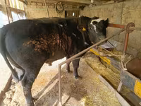 Tyre, Swiss cattle — foto 3