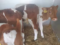 Býk, Simmental cattle — foto 3