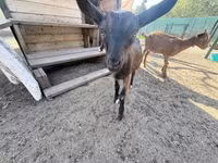 ወንድ ፍየል, Goats — ፎቶ 8