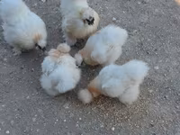 Chickens — foto 3