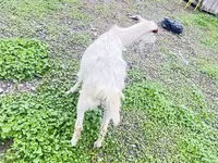 Koza, Alpine goat — foto 4