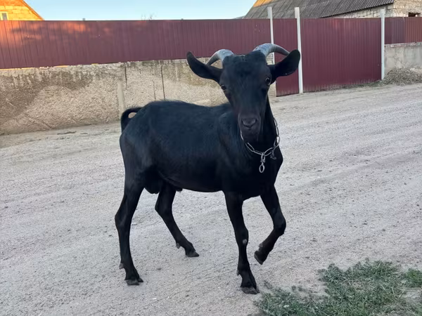 Козел, Murcia-Granada goats — Молдова